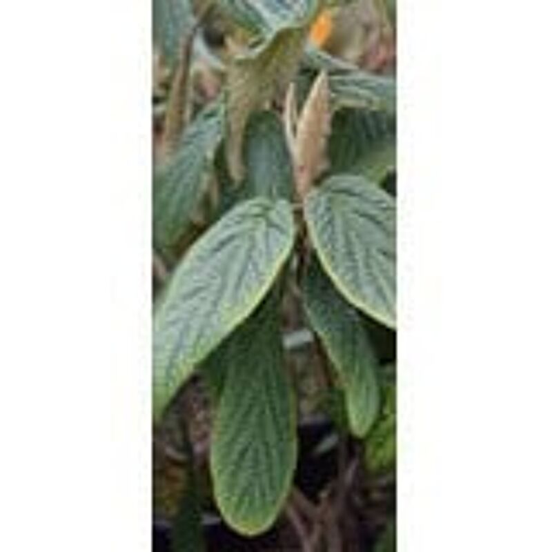 Viburnum rhytidophyllum 30-40 cm